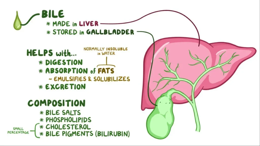 The importance of bile