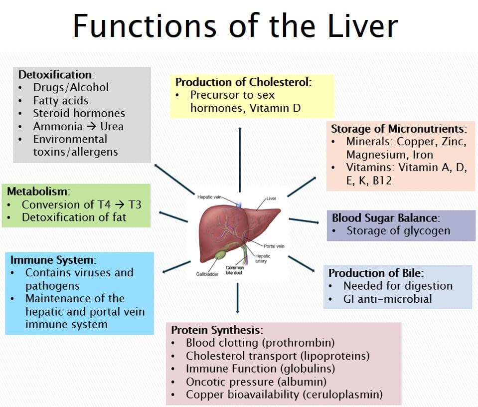 Important functions of the liver