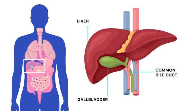 Understanding Gallbladder Health and Its Impact on Vitamin A Deficiency