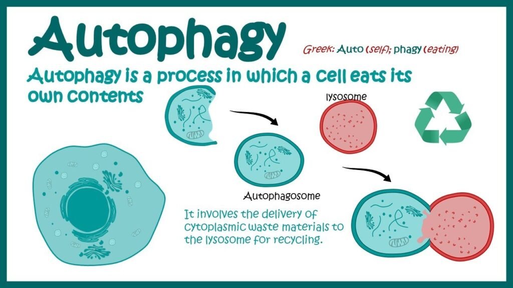 Autophagy 