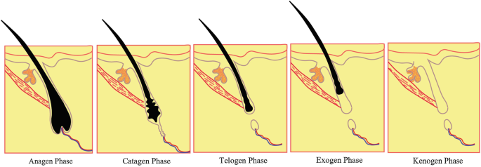 hair follicle coils .vitamin C