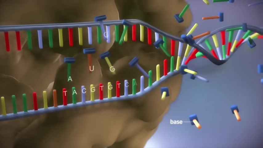 vitamin d genes 