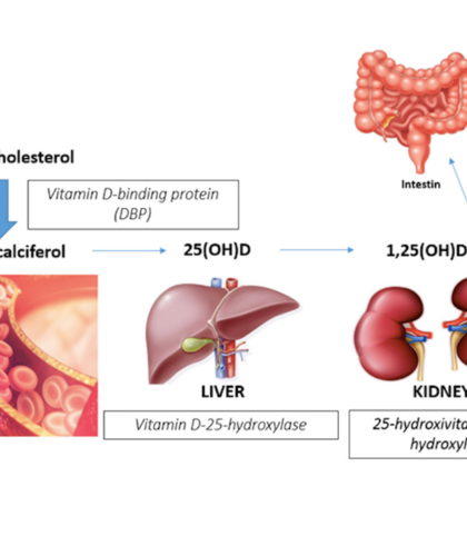 How Vitamin D Affects Every Organ and Tissue