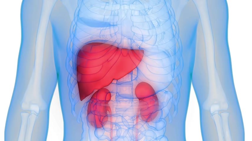 Vitamin D absorption - kidneys 