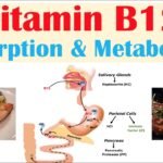 5 Reasons Why Vitamin B12 Is NOT Absorbed By The Body