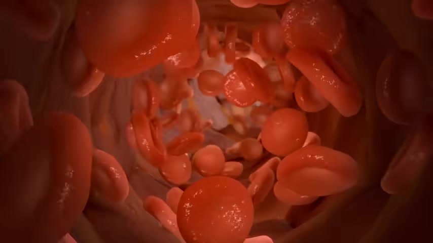 red blood cells