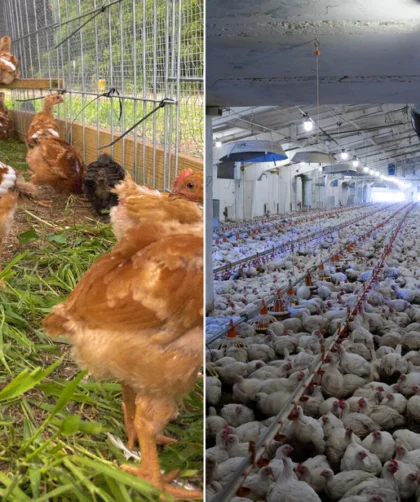 https://creeksidefarmstx.com/blogs/blog/pasture-raised-vs-conventionally-raised-chicken