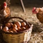 Pasture-Raised Eggs vs. Commercial Eggs