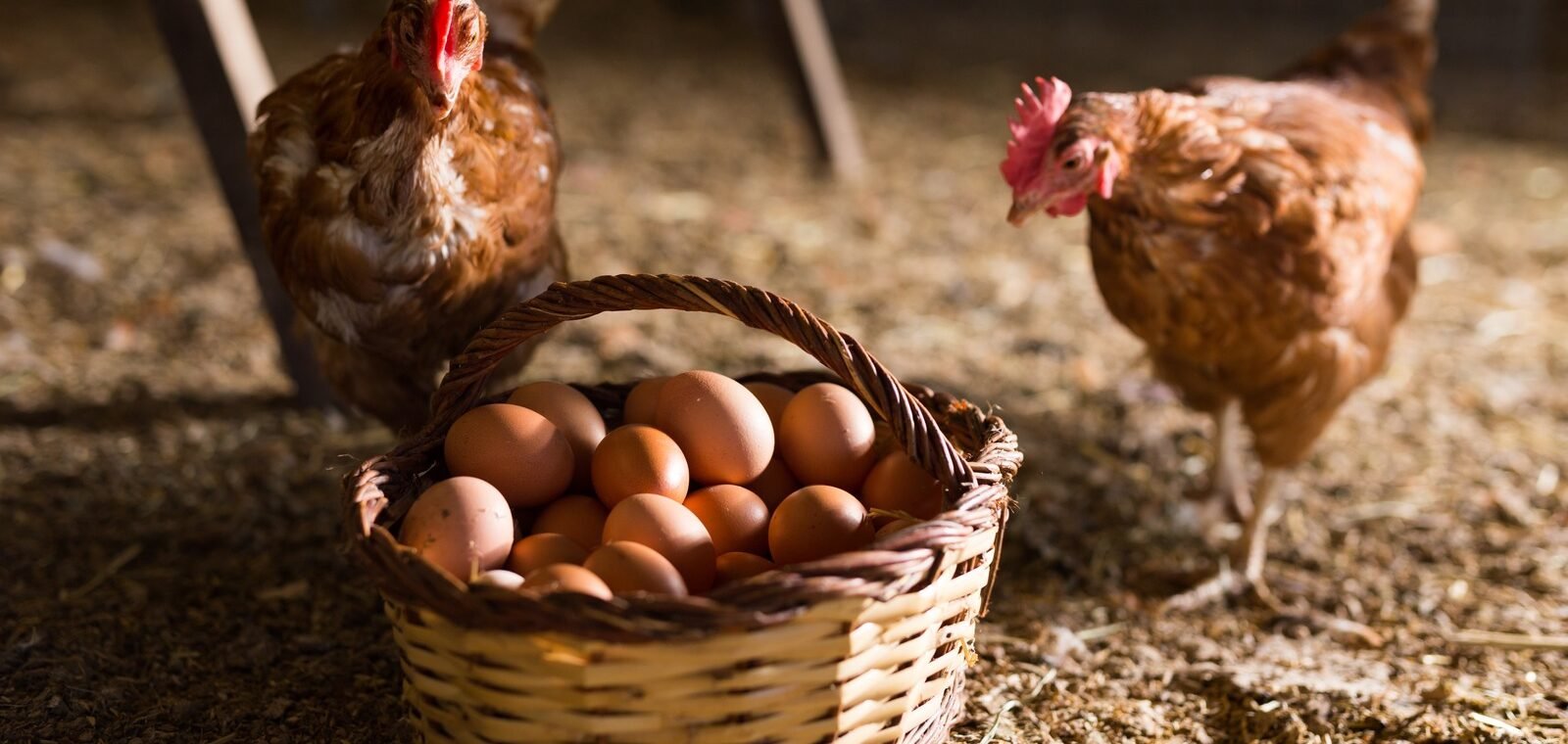 Pasture-Raised Eggs vs. Commercial Eggs