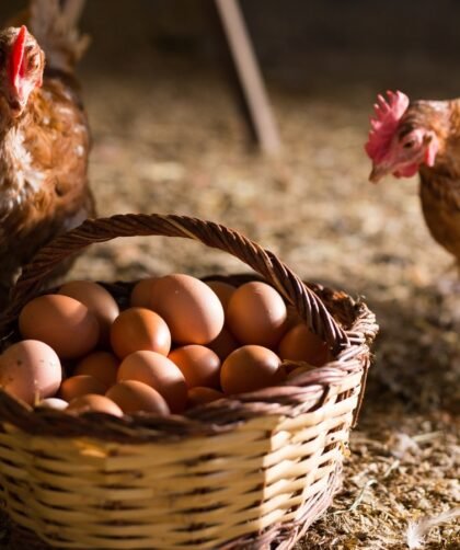 Pasture-Raised Eggs vs. Commercial Eggs