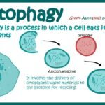 Autophagy: The Real Reason Why It Exists