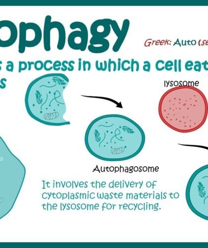 Autophagy: The Real Reason Why It Exists