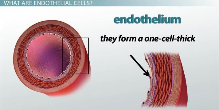 endothelial