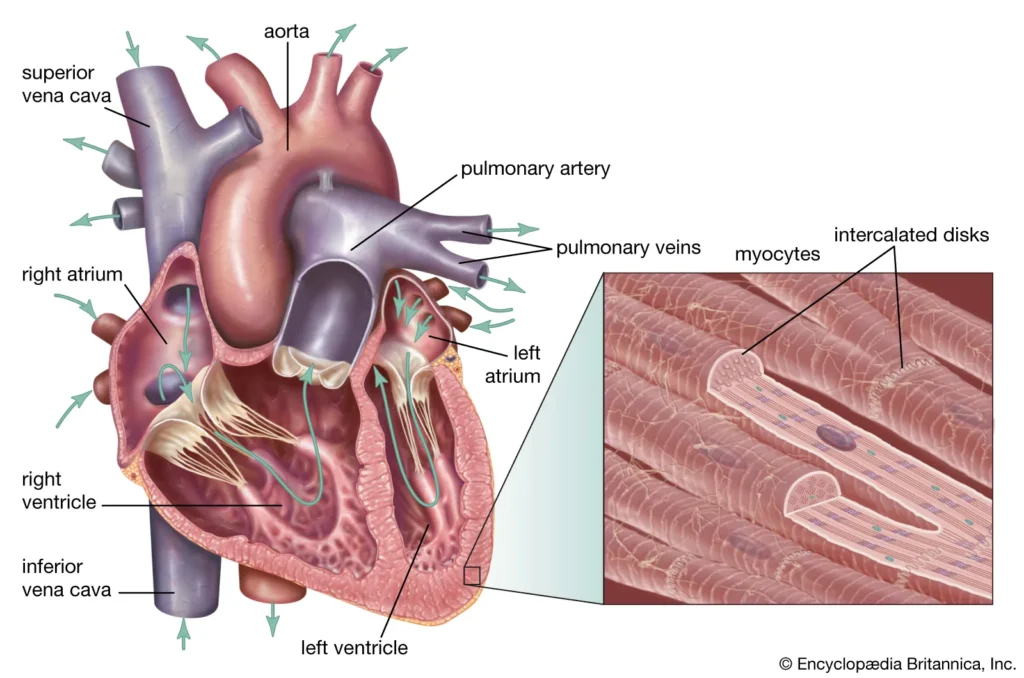  cardiac tissue or heart tissue