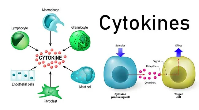 Zinc and Lungs: Increased Cytokines