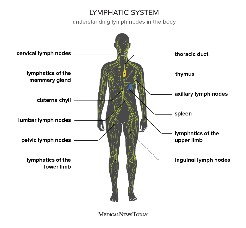  lymphatic system 