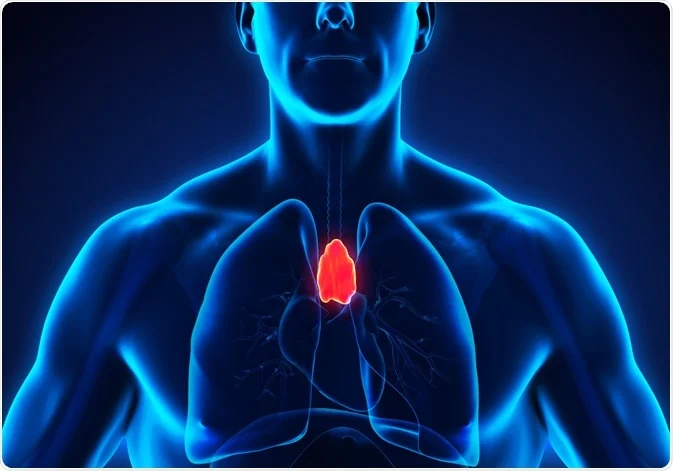 Supporting Immune Function and Thymus Gland Health